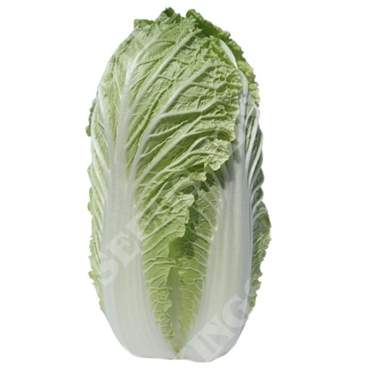 Picture of Chinese Cabbage Genki F1